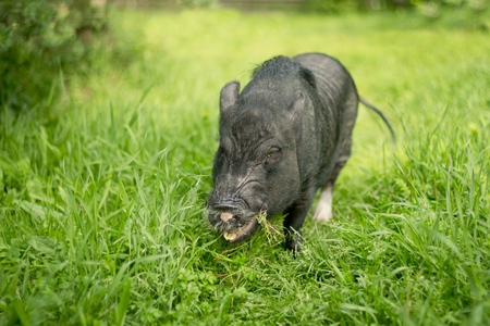 Funny mini piggy walking on the grassの写真素材