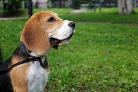 Beautiful tri-color Beagle puppy English. Sitting on the green grass. Beagle is a breed of small hounds. Sad dog.の写真素材