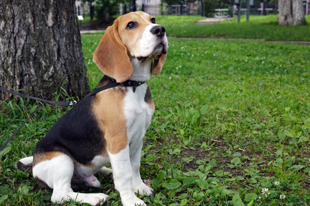 Beautiful tri-color Beagle puppy English. Sitting on the green grass. Beagle is a breed of small hounds.Sad dog.の写真素材