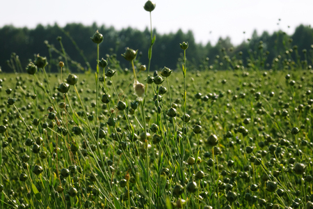 Flax field during harvest at summer day. Agriculture.の写真素材