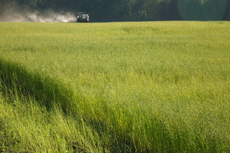 Flax field during harvest at summer day. Agriculture.の写真素材