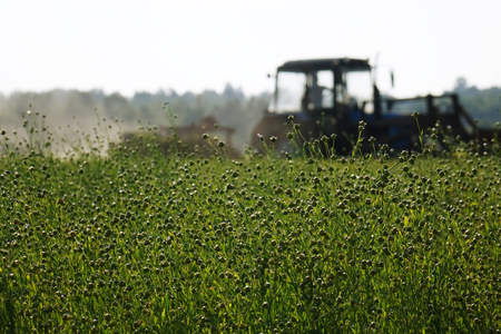 Flax field during harvest at summer day. Agriculture.の写真素材