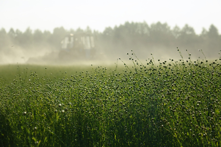 Flax field during harvest at summer day. Agriculture.の写真素材