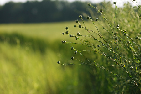 Flax field during harvest at summer day. Agriculture.の写真素材