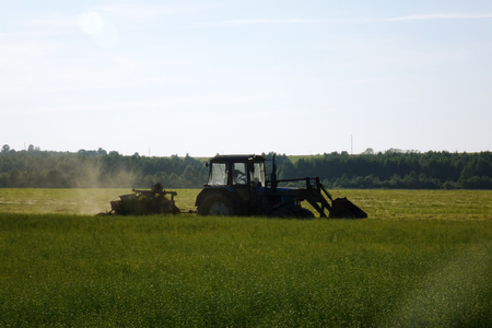 Flax field during harvest at summer day. Agriculture.の写真素材