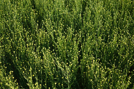 Flax field during harvest at summer day. Agriculture.の写真素材