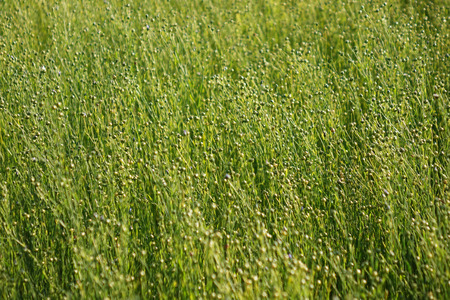 Flax field during harvest at summer day. Agriculture.の写真素材