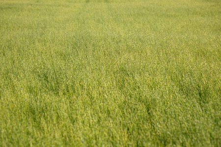 Flax field during harvest at summer day. Agriculture.の写真素材