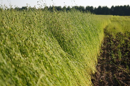 Flax field during harvest at summer day. Agriculture.の写真素材