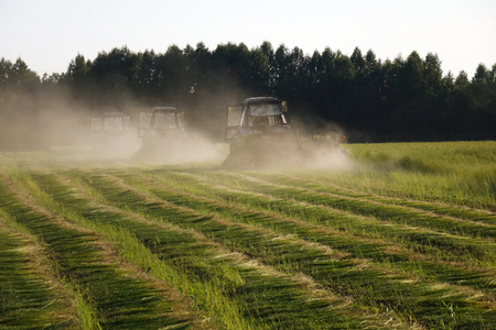 Flax field during harvest at summer day. Agriculture.の写真素材