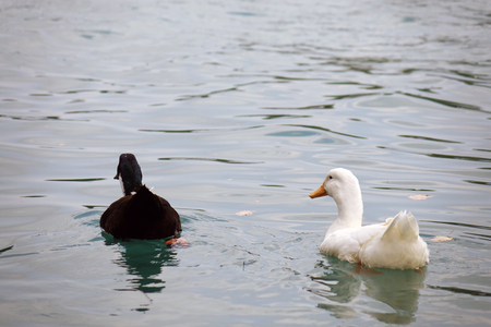 Ducks swimming on water during flooding. ducks white brown and black swimming on water. Lake birdsの写真素材