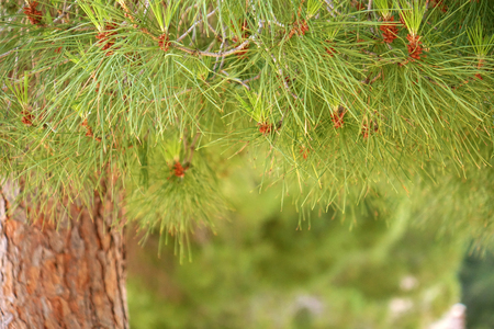Green pine needles in the summer forest.の写真素材