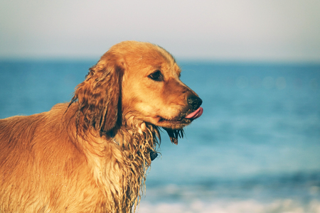 Portrait of a young dog on a sandy beach, against the sky and sea waves. Spaniel, dog