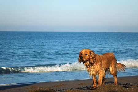 Portrait of a young dog on a sandy beach, against the sky and sea waves. Spaniel, dogの写真素材