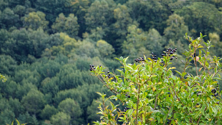 Wild forest berries on the tree. Mountain Park of the North Caucasusの写真素材