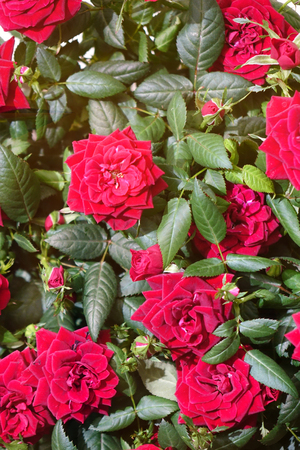 Beautiful red roses. The flowers in the garden. Wallpaper.の写真素材