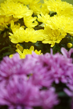Beautiful flowers in the garden. Close-up.の写真素材