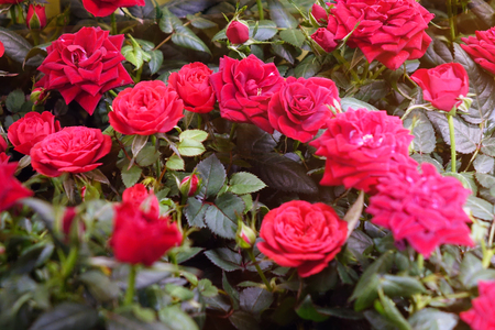 Beautiful red roses. The flowers in the garden. Wallpaper.の写真素材