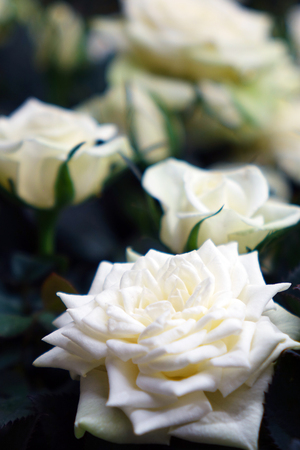 Beautiful white roses. The flowers in the garden. Wallpaper.の写真素材