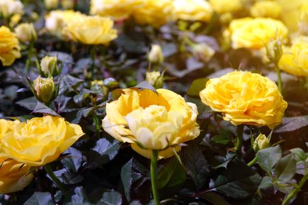 Beautiful yellow roses. The flowers in the garden. Wallpaper.の写真素材