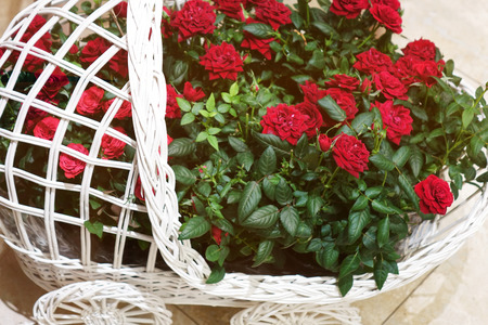 Beautiful red roses. The flowers in the garden. Wallpaper.の写真素材