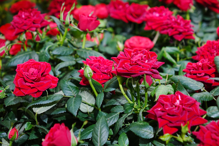 Beautiful red roses. The flowers in the garden. Wallpaper.の写真素材