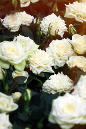 Beautiful white roses. The flowers in the garden. Wallpaper.の写真素材