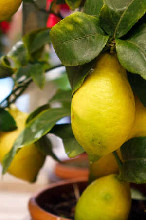 Ripe lemons on a decorative tree. Vitamins .の写真素材
