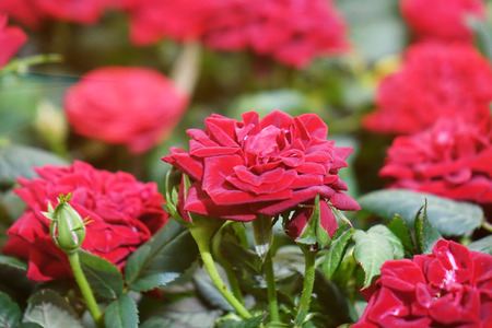 Beautiful red roses. The flowers in the garden. Wallpaper.の写真素材