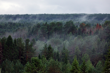 Scenic of morning fog over a pine forestの写真素材