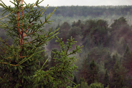 Scenic of morning fog over a pine forestの写真素材