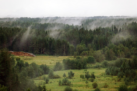 Scenic of morning fog over a pine forestの写真素材