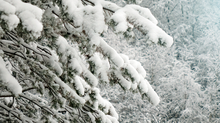 Winter forest with trees covered snow. Christmas tree close-up.の写真素材
