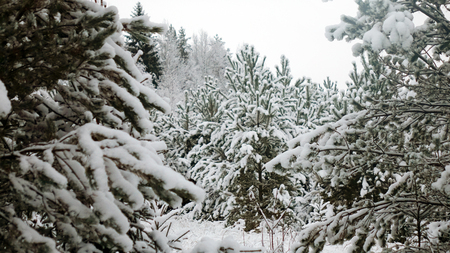 Winter forest with trees covered snow. Christmas tree close-up.の写真素材