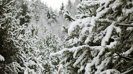 Winter forest with trees covered snow. Christmas tree close-up.の写真素材