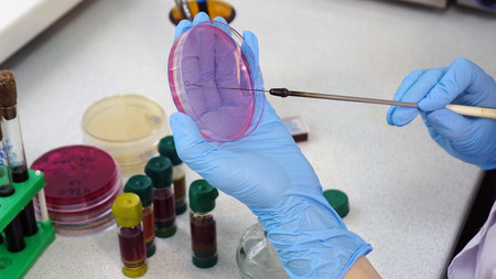 The scientist conducts research in the laboratory. Biotechnologies.Close up.