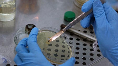 The scientist conducts research in the laboratory. Biotechnologies.Close upの写真素材