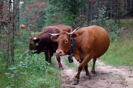 A big cow goes through the forest.の写真素材