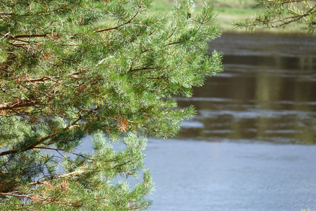 Pine Forest on the river Bank.Wildlife. Water landscapeの写真素材
