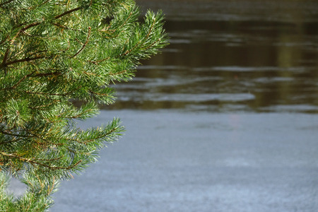 Pine Forest on the river Bank.Wildlife. Water landscapeの写真素材