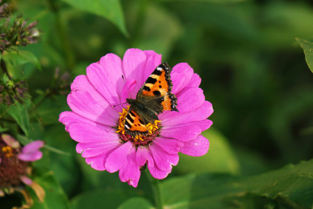 Butterfly on flower. Close up. Beautiful nature background conceptの写真素材