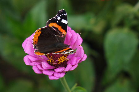 Butterfly on flower. Close up. Beautiful nature background conceptの写真素材