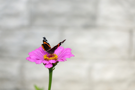 Butterfly on flower. Close up. Beautiful nature background conceptの写真素材