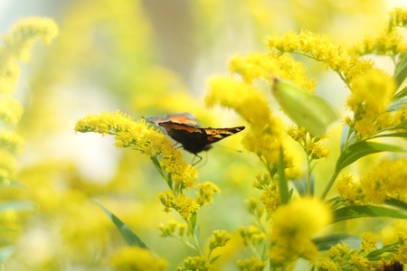 Butterfly on flower. Close up. Beautiful nature background conceptの写真素材