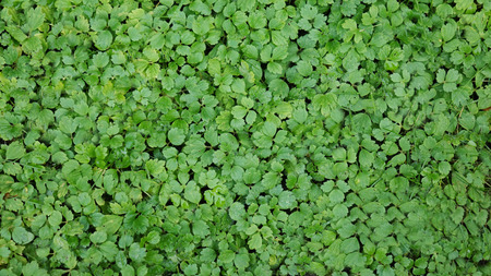 A greenish cleaver natural backgroundの写真素材