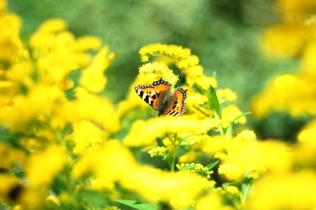 Butterfly on flower. Close up. Beautiful nature background conceptの写真素材