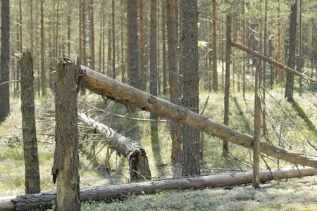 Broken tree trunk in the woods. fallen trees