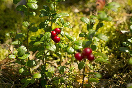 Red berries of cowberry in the forest.の写真素材