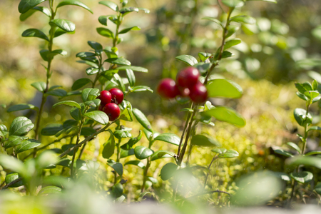 Red berries of cowberry in the forest.の写真素材