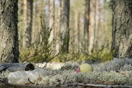 Garbage dump in a pine forest. Environmental pollution.の写真素材